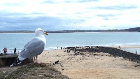 Seagull St Ives.jpg